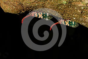 Lantern bug or Lantern fly