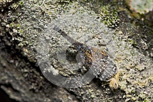 A lantern bug/fulgoridae nymph on a tree trunk