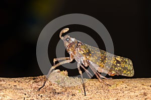 Lantern bug lanternbug jungle rainforest
