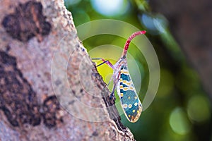 Lantern bug. Pyrops candelaria. Cicadidae Pyrops ducalis. Insect pests of longan