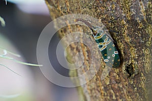 Lantern bug. Pyrops candelaria. Cicadidae Pyrops ducalis.