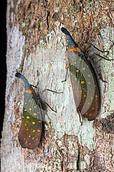 Lantern bug - Pyrops Whiteheadi