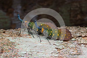 Lantern bug - Pyrops Whiteheadi