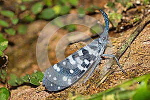 Lantern Bug, Sinharaja National Park Rain Forest, Sri Lanka