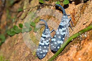 Lantern Bug, Sinharaja National Park Rain Forest, Sri Lanka