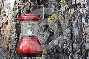 Lantern on cortex tree background