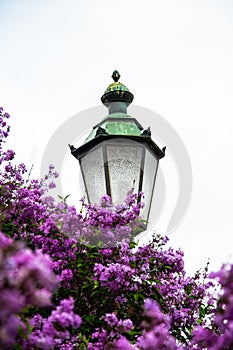 Lantern entwined with lilacs in Nymphenburg Park