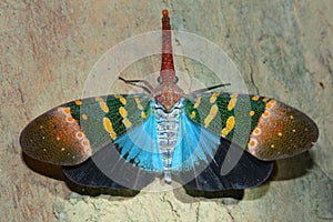 Lantern fly
