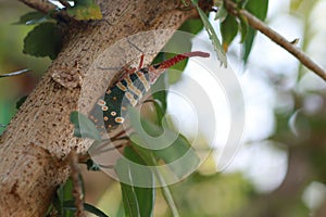 Lantern fly, the insect on the tree