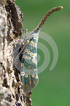 Lantern fly or Lantern Bug