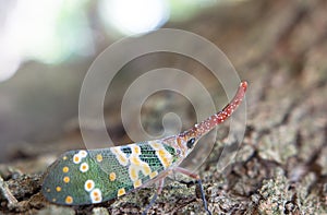 Lantern fly lantern bug, Pyrops sultana photo