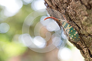 Lantern fly lantern bug, Pyrops sultana