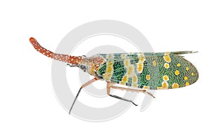 Lantern fly sting bug