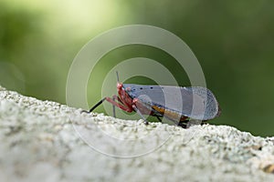 Lantern Fly in Thailand.