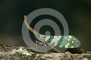 Lantern fly in Thailand.