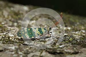 Lantern fly in Thailand.