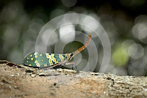 Lantern fly in Thailand.