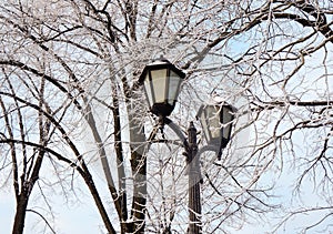 Lantern on frosty branch background