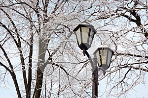 Lantern on frosty branch background