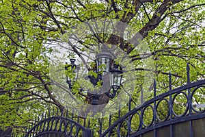 Lantern and iron fence with green spring foliage