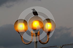 Lantern for lighting in a city park in Israel