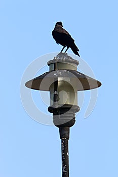 Lantern for lighting installed in a city park