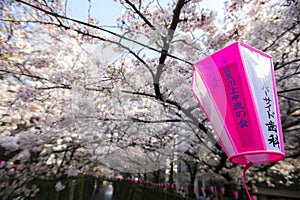 It is a lantern of meguro river sakura festival. non-english charaters is written as `meguro river sakura festival`