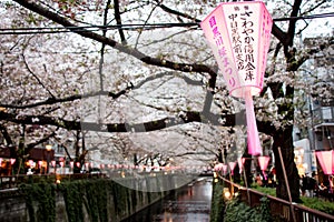 Lantern in Sakura Festival in Japan. The lantern reads The light of God