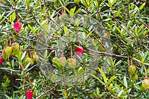 Lantern Tree, Chilean Lantern Tree, Crinodendron hookerianum with red lantern flowers