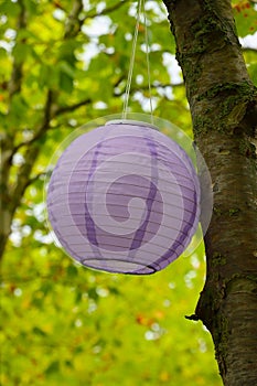 lantern on the tree,