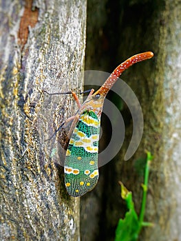 Lanternbugs & x28;Fulgoridae& x29; photo