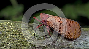 Lanternflies Beautiful, Lantern Bugs, Fulgoridae