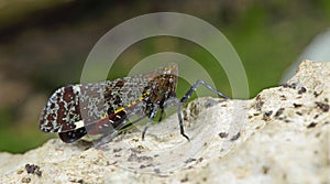 Lanternflies Beautiful, Lantern Bugs, Fulgoridae