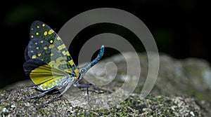 Lanternflies Beautiful, Lantern Bugs, Fulgoridae