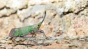 Lanternflies Beautiful, Lantern Bugs, Fulgoridae