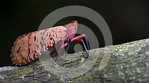 Lanternflies Beautiful, Lantern Bugs, Fulgoridae