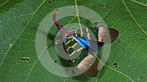 Lanternflies Beautiful, Lantern Bugs, Fulgoridae photo