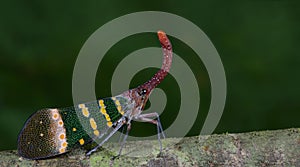 Lanternflies Beautiful, Lantern Bugs, Fulgoridae photo