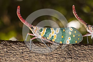 Lanternflies bug
