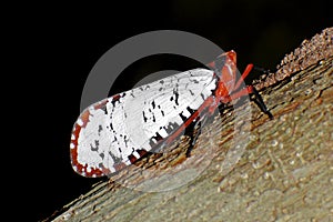 Lanternflies Lantern Bugs Fulgoridae Pyrops candelaria Aphaena photo