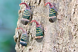 Lanternflies Lantern Bugs Fulgoridae Pyrops candelaria on the tree photo