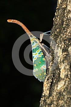 Lanternflies or Lantern Bugs or fulgorids