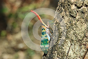 Lanternflies or Lantern Bugs or fulgorids