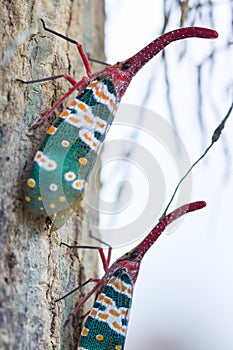Lanternfly, the insect on tree