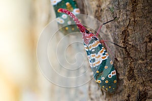 Lanternfly, the insect on tree