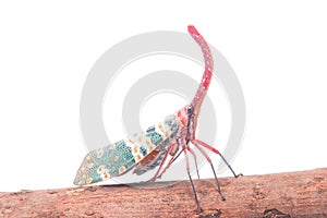 Lanternfly, the insect on tree fruits