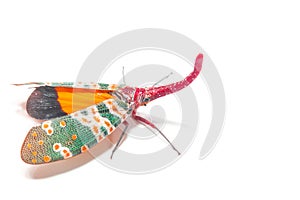 Lanternfly, the insect on tree fruits