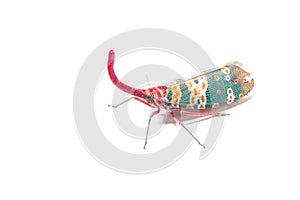 Lanternfly, the insect on tree fruits