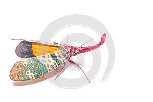 Lanternfly, the insect on tree fruits