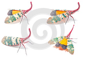 Lanternfly, the insect on tree fruits